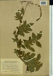 Agrimonia eupatoria L., Eastern Europe, Lower Volga region (E9) (Russia)
