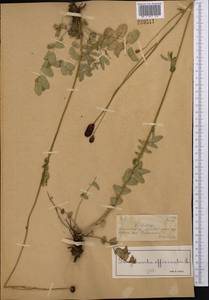 Sanguisorba officinalis L., Middle Asia, Dzungarian Alatau & Tarbagatai (M5) (Kazakhstan)