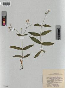 KUZ 004 523, Cerastium pauciflorum Stev. ex Ser., Siberia, Altai & Sayany Mountains (S2) (Russia)