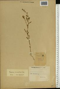 Polygonum aviculare subsp. aviculare, Eastern Europe, Middle Volga region (E8) (Russia)