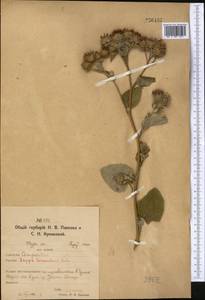 Arctium tomentosum Mill., Middle Asia, Northern & Central Kazakhstan (M10) (Kazakhstan)