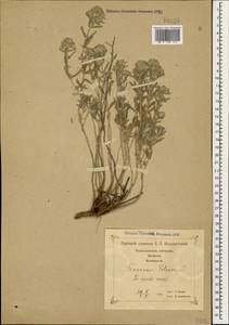 Teucrium polium L., Caucasus, Georgia (K4) (Georgia)