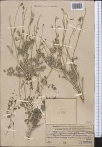 Astragalus managildensis B. Fedtsch., Middle Asia, Western Tian Shan & Karatau (M3) (Kazakhstan)