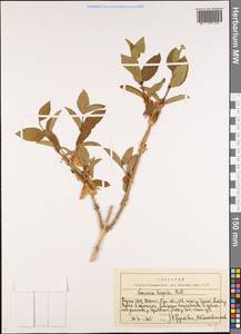 Lonicera hispida Pall. ex Roem. & Schult., Middle Asia, Northern & Central Tian Shan (M4) (Kyrgyzstan)