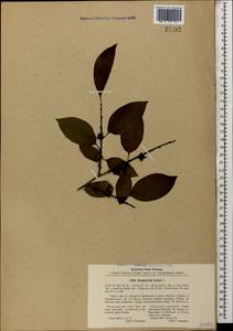 Diospyros lotus L., Caucasus, Abkhazia (K4a) (Abkhazia)