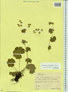 Alchemilla rhiphaea Juz., Eastern Europe, Eastern region (E10) (Russia)