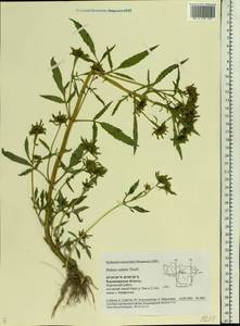 Bidens radiata Thuill., Eastern Europe, Central region (E4) (Russia)