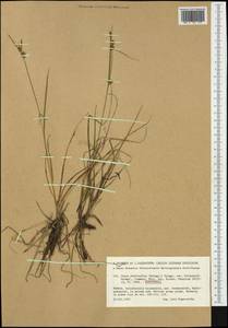 Carex lepidocarpa Tausch, Western Europe (EUR) (Finland)