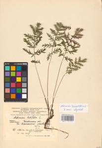 Artemisia tanacetifolia L., Eastern Europe, Eastern region (E10) (Russia)