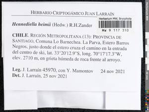 Hennediella heimii (Hedw.) R.H. Zander, Bryophytes, Bryophytes - America (BAm) (Chile)