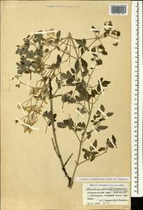 Clematis lathyrifolia Besser ex Rchb., Caucasus, Stavropol Krai, Karachay-Cherkessia & Kabardino-Balkaria (K1b) (Russia)
