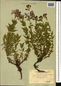 Chamaenerion colchicum (Albov) Steinb., Caucasus, South Ossetia (K4b) (South Ossetia)