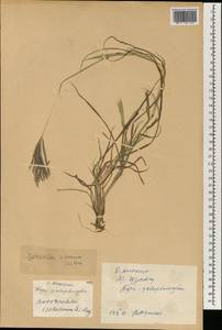 Bothriochloa ischaemum (L.) Keng, South Asia, South Asia (Asia outside ex-Soviet states and Mongolia) (ASIA) (China)