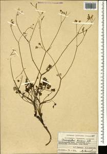 Chaerophyllum borodinii Albov, Caucasus, Krasnodar Krai & Adygea (K1a) (Russia)