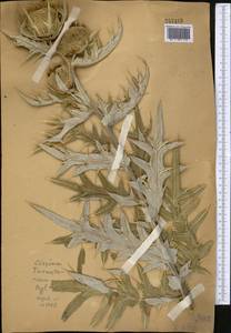 Cirsium turkestanicum (Regel) Petr., Middle Asia, Western Tian Shan & Karatau (M3)