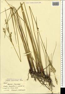 Juncus maritimus Lam., Crimea (KRYM) (Russia)