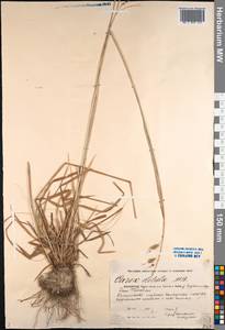 Carex diluta M.Bieb., Middle Asia, Caspian Ustyurt & Northern Aralia (M8) (Kazakhstan)
