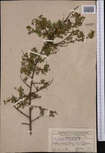 Spiraea trilobata L., Middle Asia, Western Tian Shan & Karatau (M3) (Kyrgyzstan)