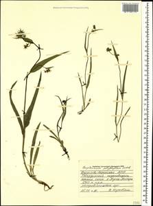 Bupleurum polyphyllum Ledeb., Caucasus, Stavropol Krai, Karachay-Cherkessia & Kabardino-Balkaria (K1b) (Russia)