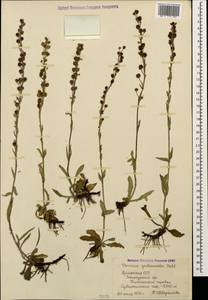 Veronica gentianoides Vahl, Caucasus, Armenia (K5) (Armenia)