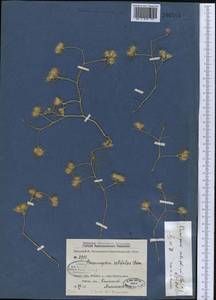 Cuminum setifolium (Boiss.) Koso-Pol., Middle Asia, Kopet Dag, Badkhyz, Small & Great Balkhan (M1) (Turkmenistan)
