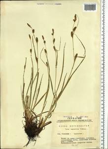 Carex diluta M.Bieb., Siberia, Western Siberia (S1) (Russia)