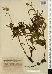 Koenigia alpina (All.) T. M. Schust. & Reveal, Caucasus, Stavropol Krai, Karachay-Cherkessia & Kabardino-Balkaria (K1b) (Russia)