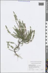 Lepidium densiflorum Schrad., Siberia, Western Siberia (S1) (Russia)