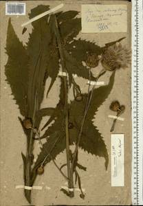 Cirsium canum (L.) All., Eastern Europe, West Ukrainian region (E13) (Ukraine)