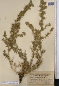 Ononis spinosa subsp. hircina (Jacq.)Gams, Middle Asia, Pamir & Pamiro-Alai (M2) (Uzbekistan)