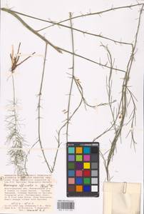 Asparagus officinalis L., Eastern Europe, Lower Volga region (E9) (Russia)