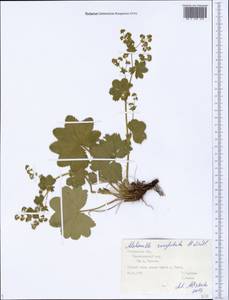 Alchemilla conglobata H. Lindb., Eastern Europe, Central forest region (E5) (Russia)