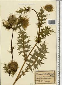 Cirsium obvallatum (M. Bieb.) M. Bieb., Caucasus, Stavropol Krai, Karachay-Cherkessia & Kabardino-Balkaria (K1b) (Russia)