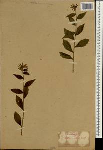 Kalimeris incisa subsp. incisa, South Asia, South Asia (Asia outside ex-Soviet states and Mongolia) (ASIA) (Japan)