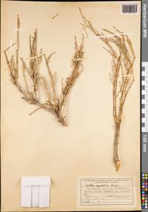 Ephedra equisetina Bunge, Middle Asia, Pamir & Pamiro-Alai (M2) (Tajikistan)