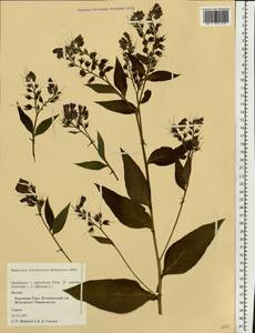 Symphytum ×uplandicum Nyman, Eastern Europe, Moscow region (E4a) (Russia)