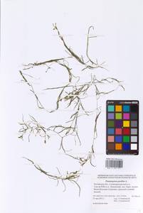 Potamogeton pusillus L., Eastern Europe, Rostov Oblast (E12a) (Russia)
