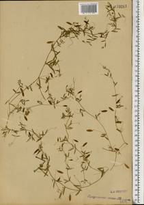 Vicia tetrasperma (L.) Schreb., Eastern Europe, Moscow region (E4a) (Russia)