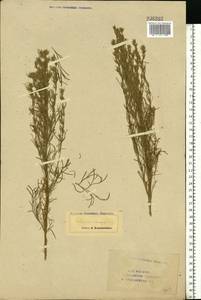 Artemisia campestris L., Eastern Europe, Eastern region (E10) (Russia)