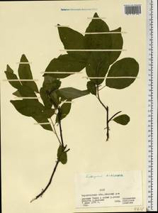 Euonymus europaeus L., Eastern Europe, North Ukrainian region (E11) (Ukraine)