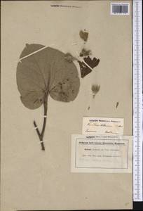 Talipariti tiliaceum (L.) Fryxell, America (AMER) (Suriname)