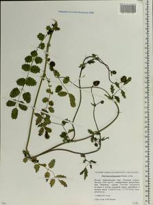 Poterium sanguisorba subsp. polygamum (Waldst. & Kit.) Asch. & Graebn., Eastern Europe, Moscow region (E4a) (Russia)