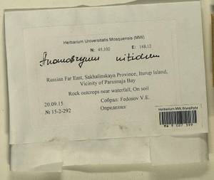 Anomobryum nitidum (Mitt.) A. Jaeger, Bryophytes, Bryophytes - Russian Far East (excl. Chukotka & Kamchatka) (B20) (Russia)