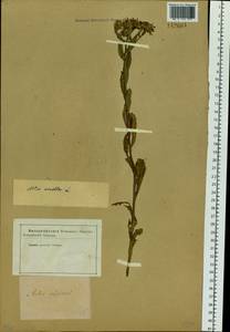 Aster amellus L., Siberia (no precise locality) (S0) (Russia)