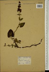 Salvia verticillata L., Caucasus, Armenia (K5) (Armenia)