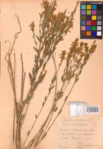Genista tinctoria L., Eastern Europe, Central forest-and-steppe region (E6) (Russia)