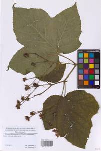 Rubus odoratus L., Eastern Europe, Moscow region (E4a) (Russia)