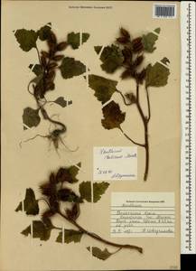 Xanthium orientale var. italicum (Moretti) M. Hassl., Crimea (KRYM) (Russia)
