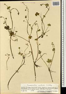 Ranunculus natans C. A. Mey., Mongolia (MONG) (Mongolia)