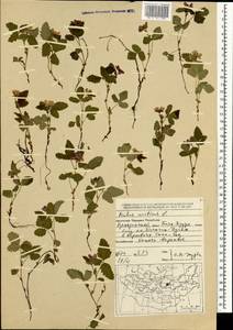 Rubus arcticus L., Mongolia (MONG) (Mongolia)